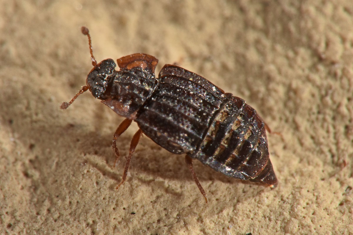 Staphylinidae:  Micropeplus sp?  S, Micropeplus staphylinoides